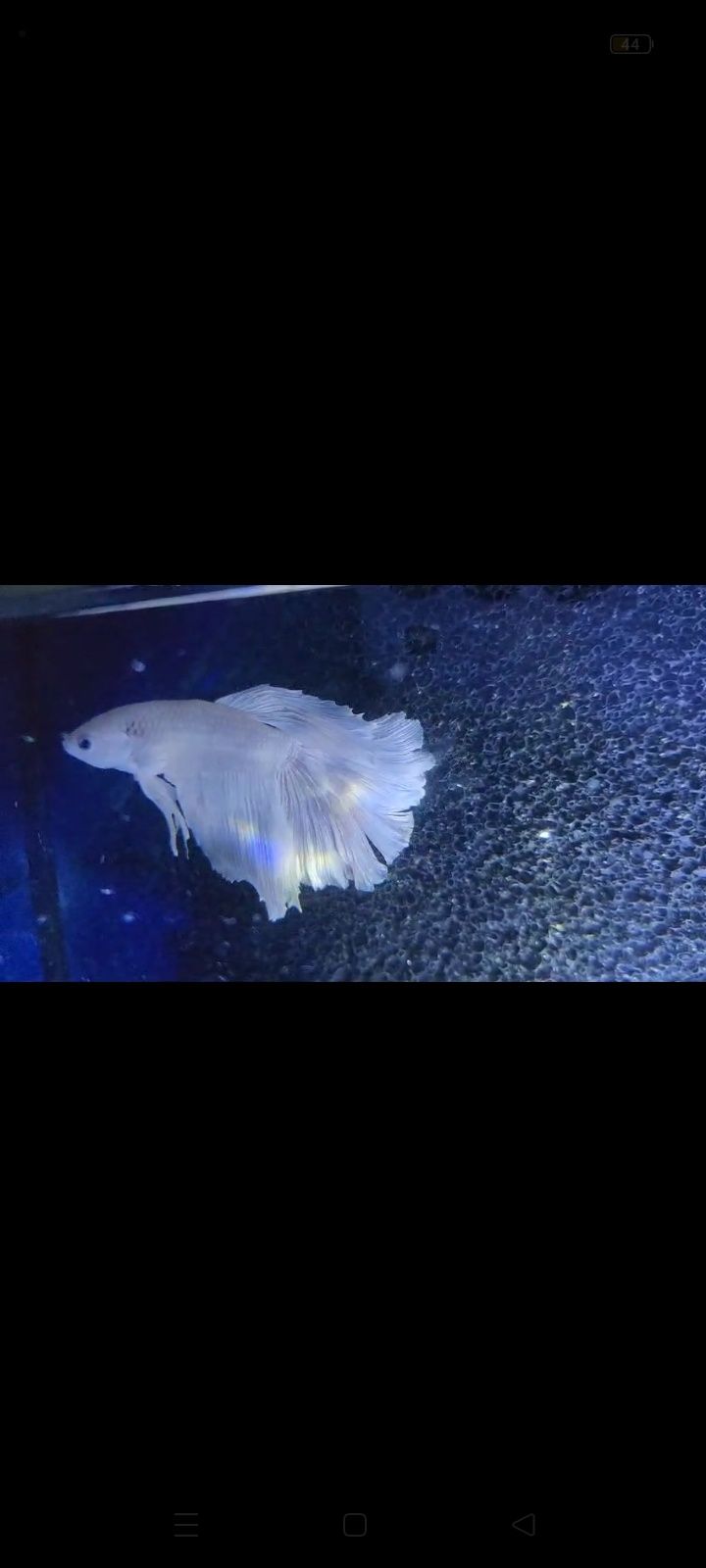Casal de bettas brancos