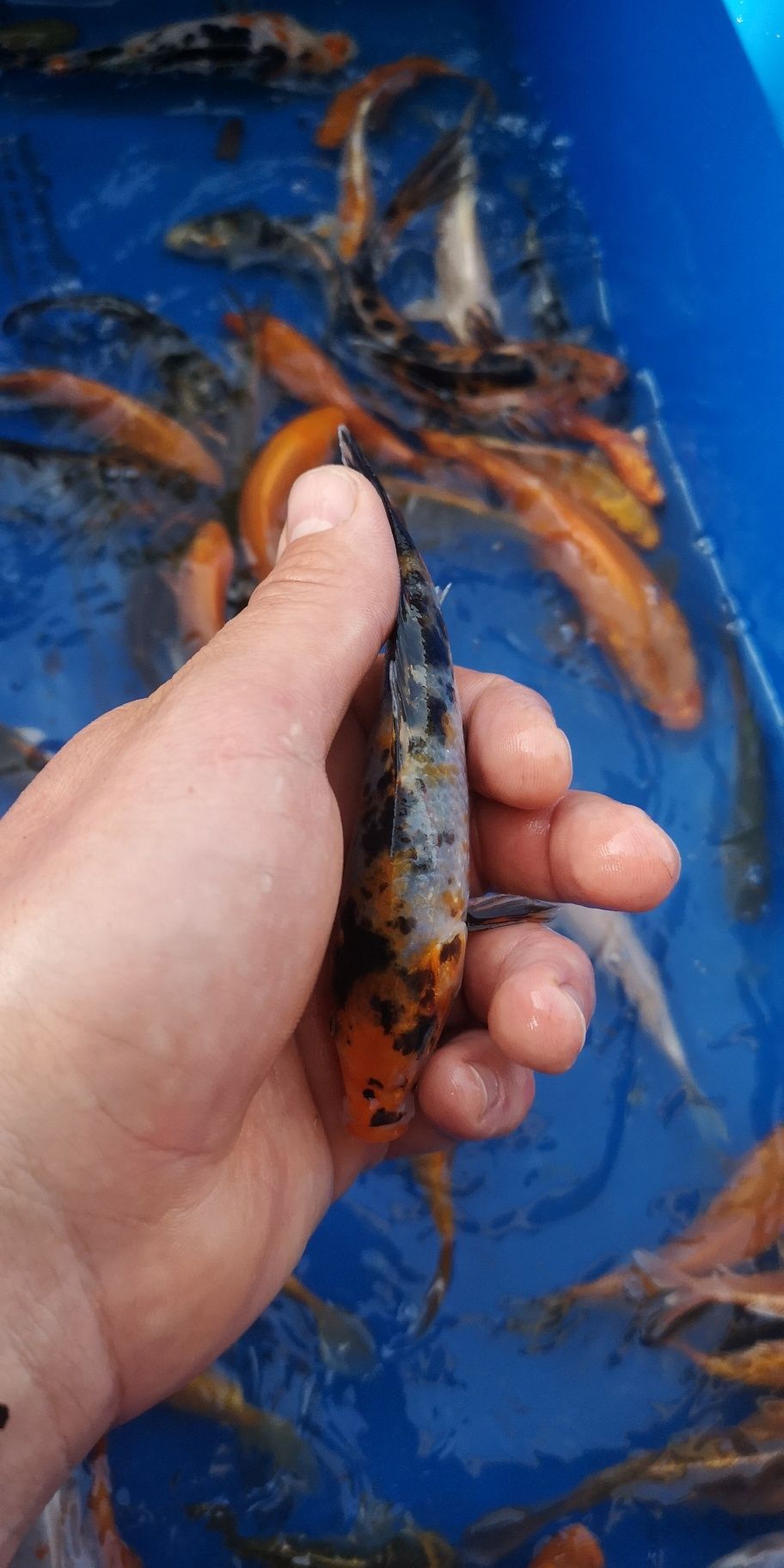 Narybek karpi koi 10-15cm