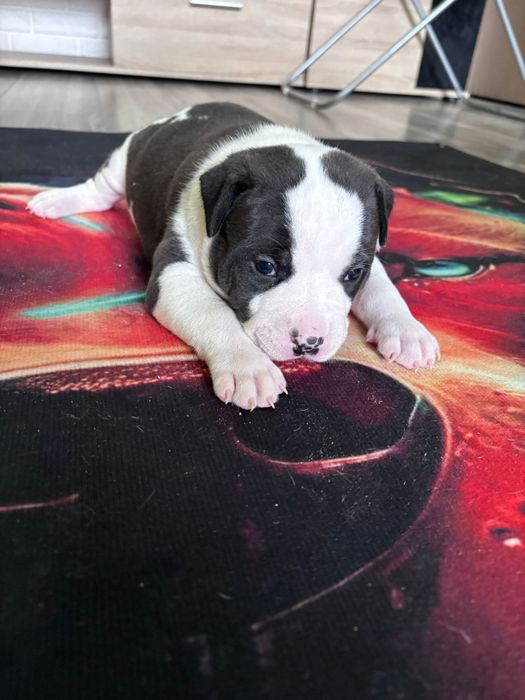 Dziewczynka american staffordshire terrier Amstaff