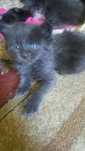 Niebieska kotka Maine Coon