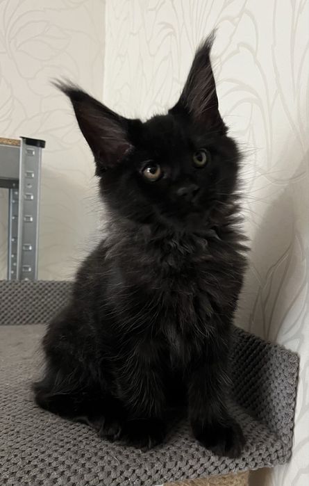 Котёнок Мейн-кун мальчик черный солид