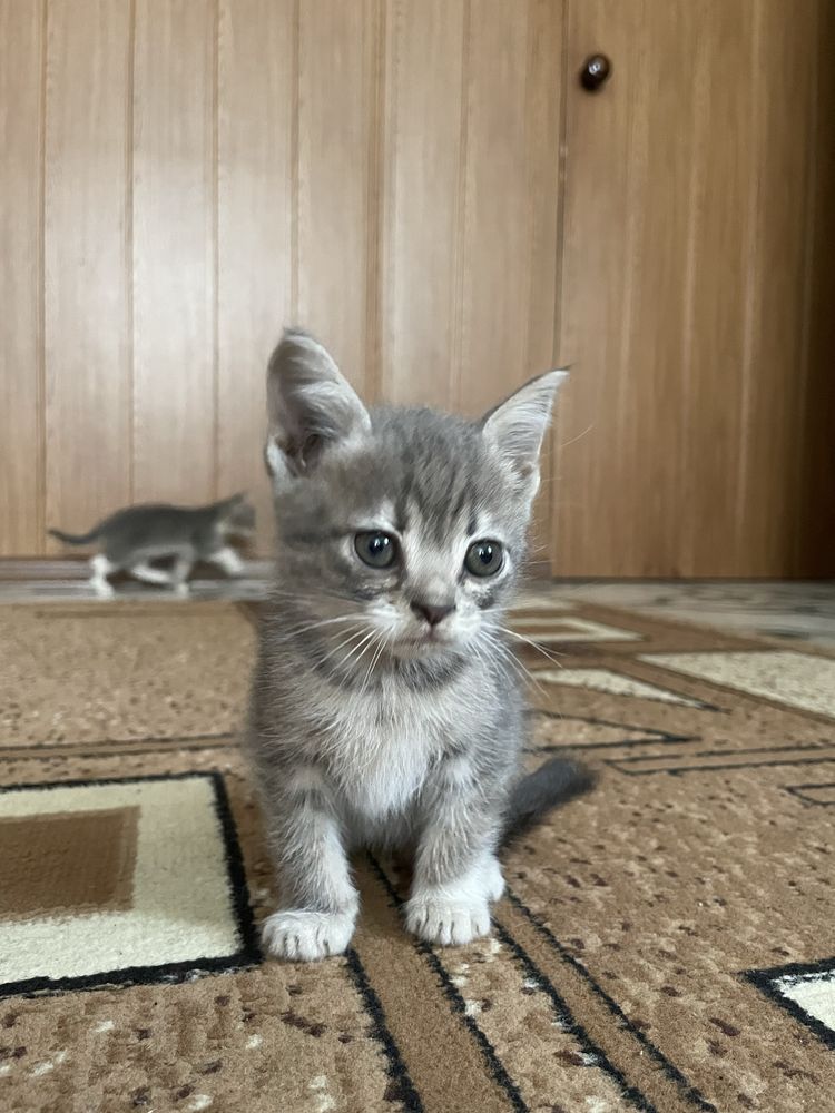 Кошенята 3 місяці