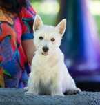 West highland white terrier - suczka ZKWP  FCI
