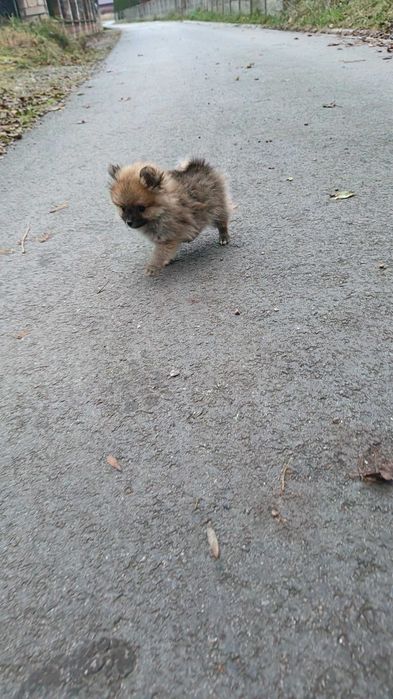 Pomeranian , szpic miniaturowy- śliczny , malutki piesek- filmiki