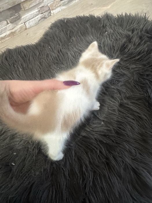 Кошенята шотландці