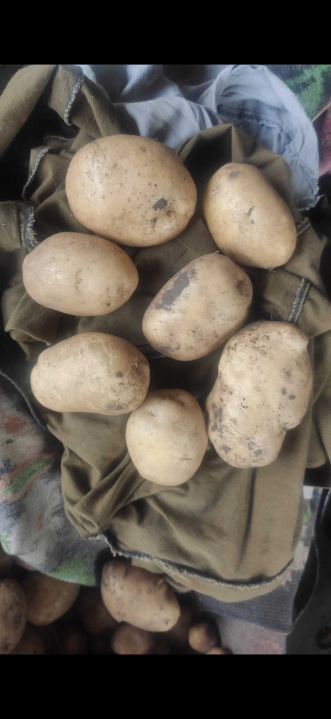 Картошка кушать и на посадку