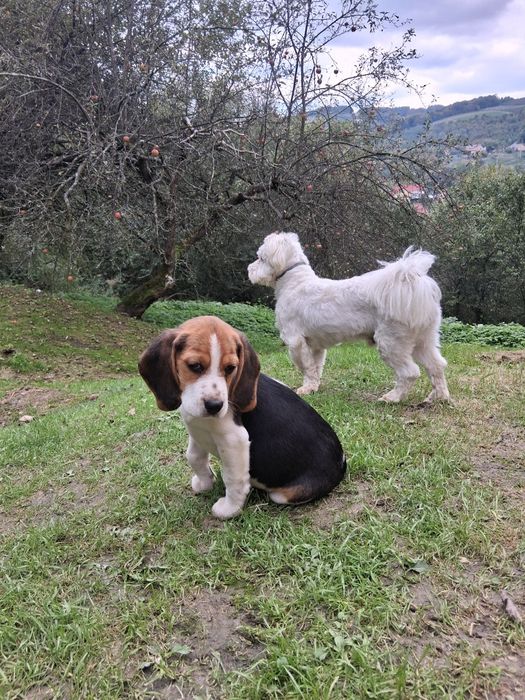 Szczeniak Beagle