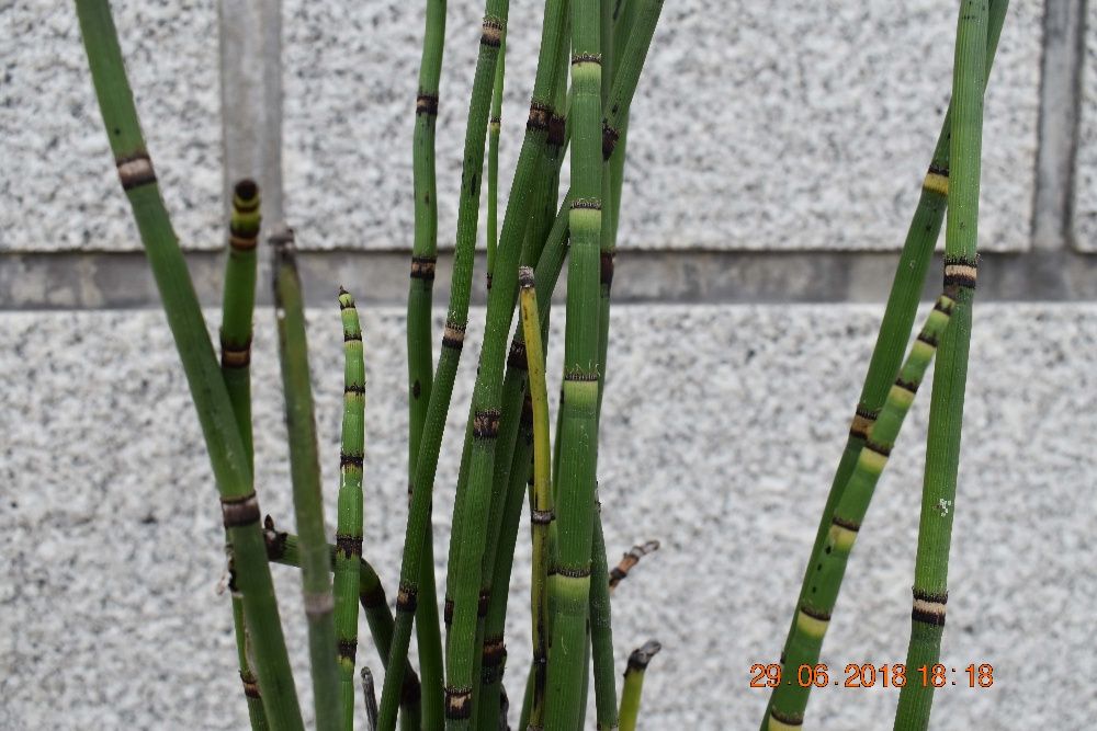 Plantas Aquáticas