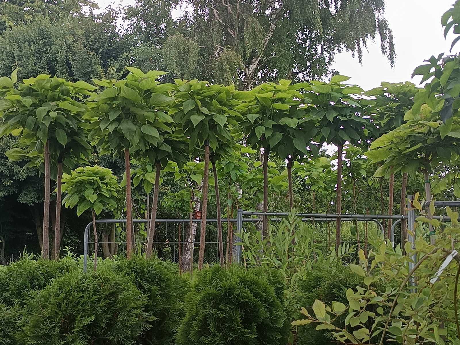 Katalpa NANA 160cm -290cm