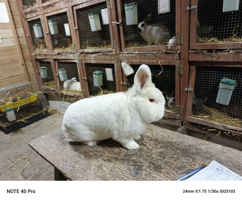 Nowozlendzki Biały rodowód ocena