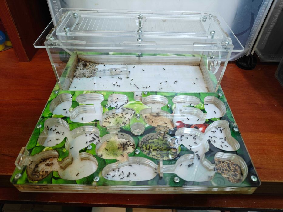 Продам колонію мурах Messor structor з маткою та формікарієм