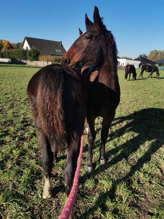 Ogierki śląskie odsadki