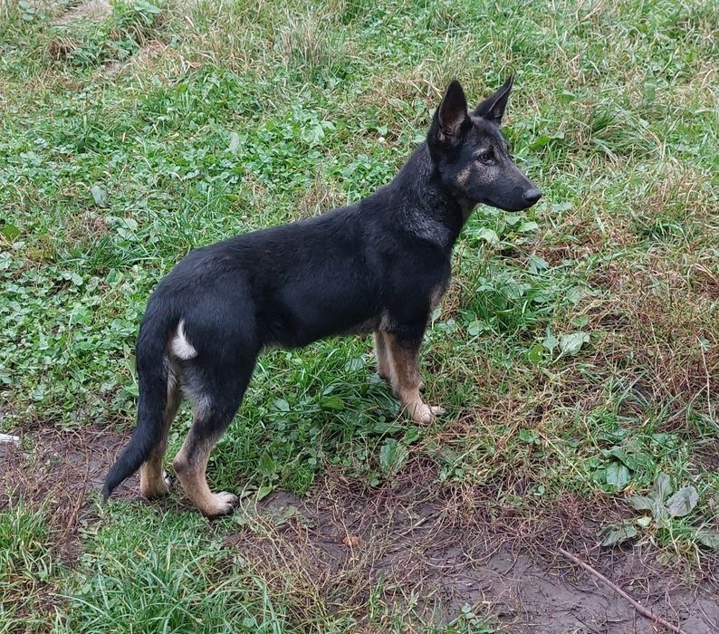 Німецька вівчарка