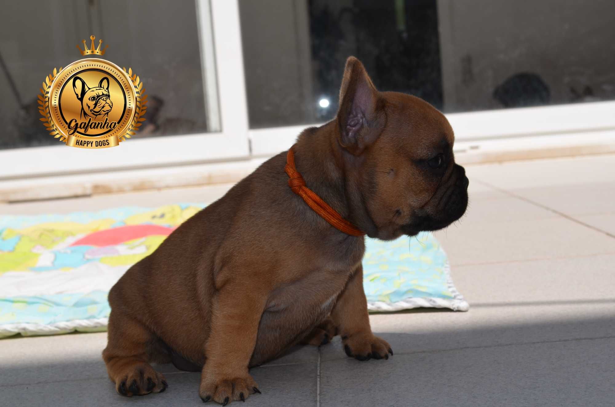 Bulldog Francês com LOP e Afixo, Cor Red Fawn.