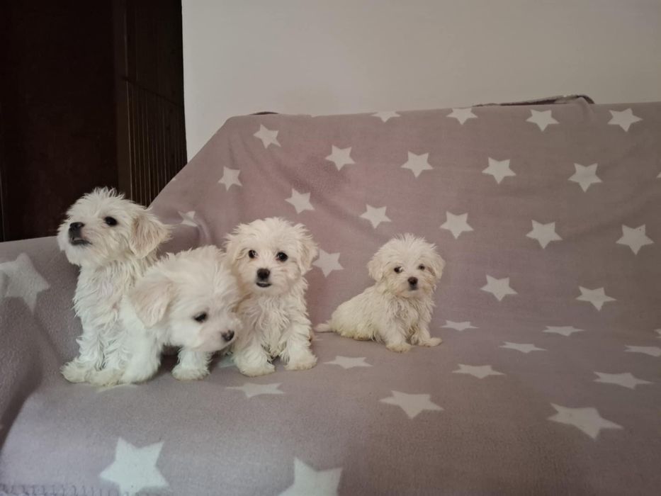 Szczeniaki Maltańczyk 8tyg