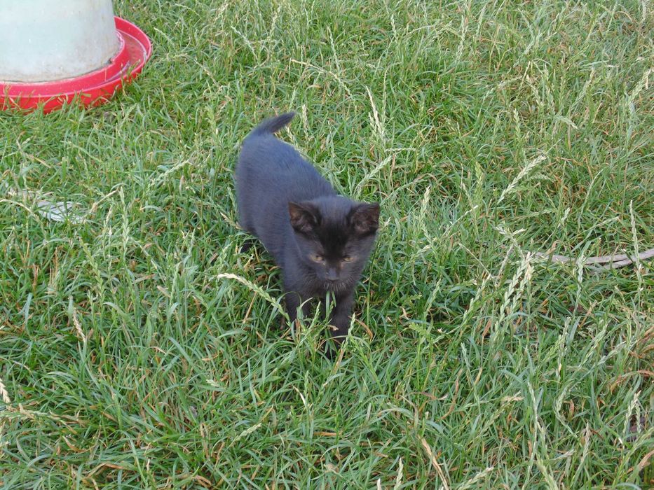 Oddam trzymiesięczne kotki