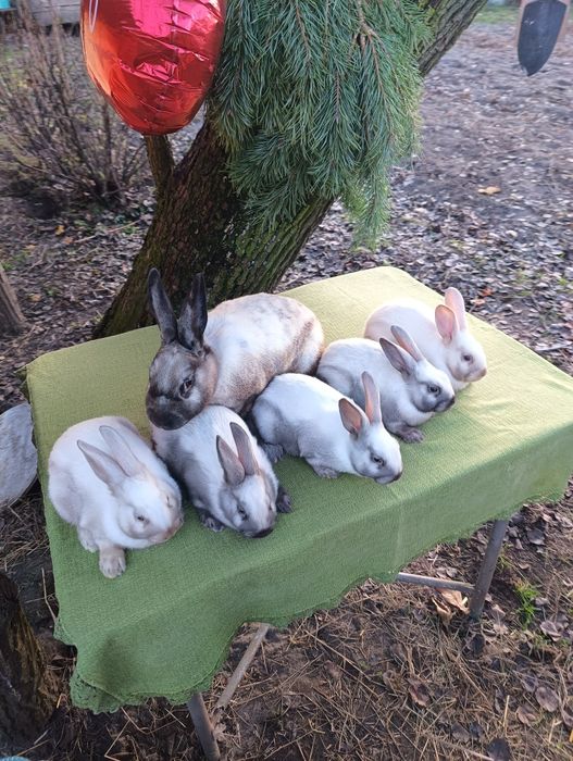 Породисті кролики