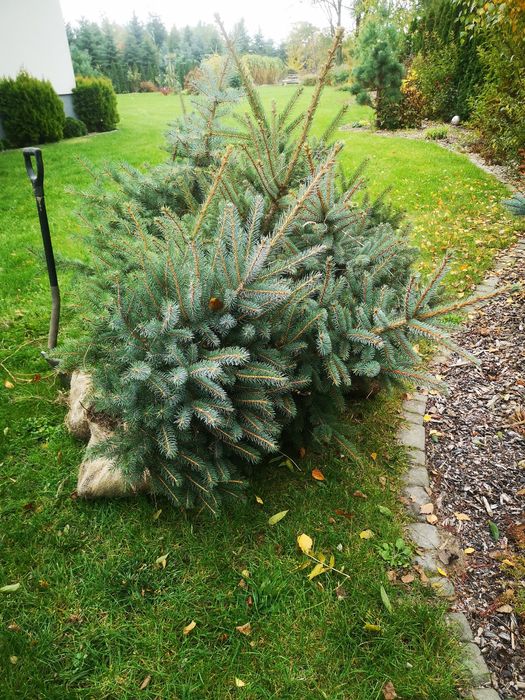 Srebrny  świerk do ogrodu.  100cn-130cm