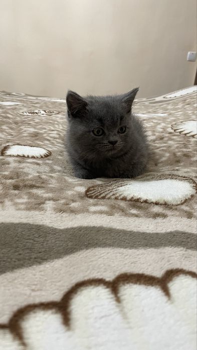 Кошеня британець прямовухий хлопчик