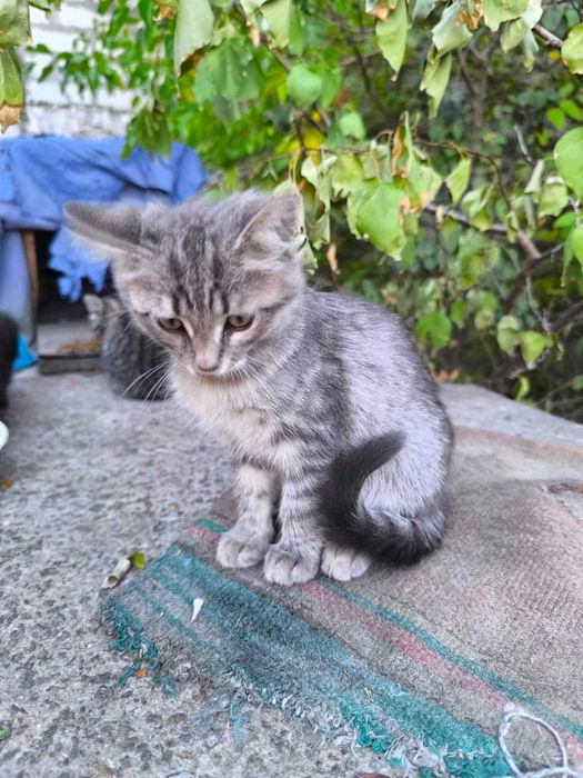 Одам в хорошие руки котят