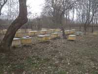 Продам бджоли, бджолосім'ї
