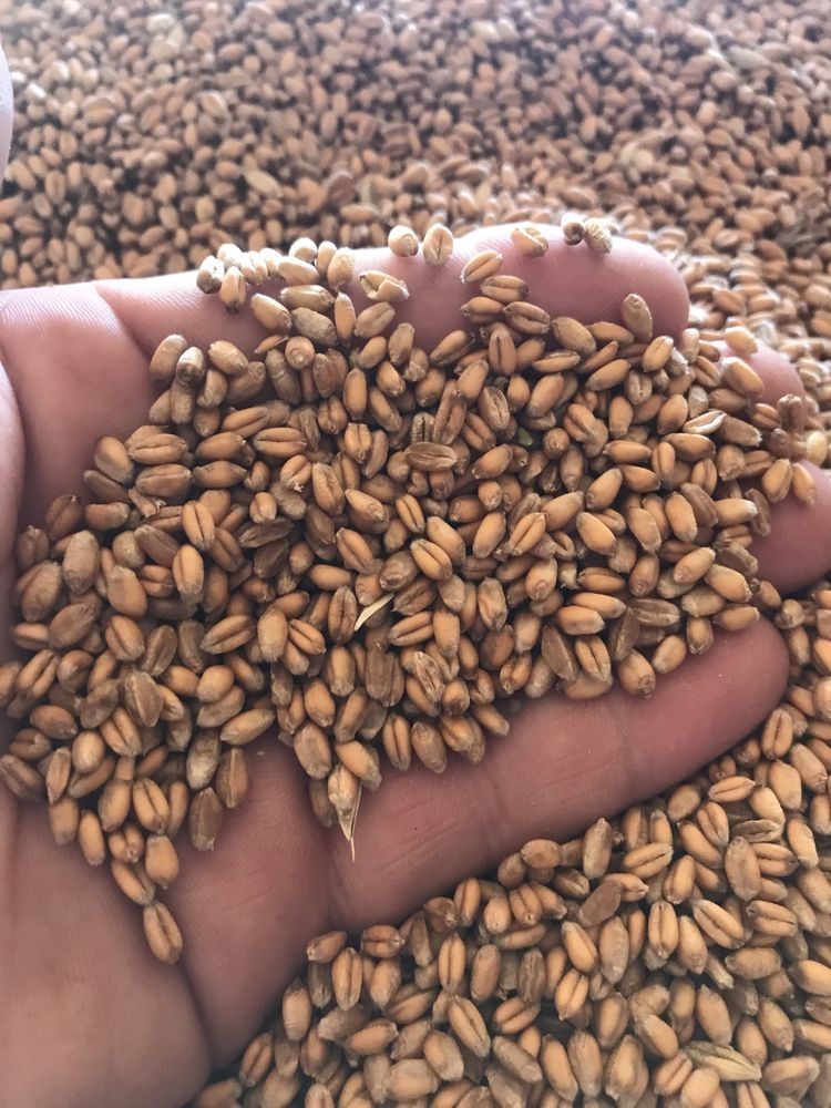 Продам пшеницю 2023 урожай