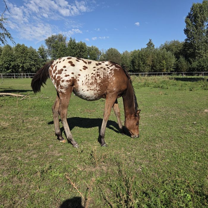 Klaczka malopolska odsadek