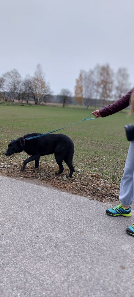 Może Ty dasz szanse Rodosowi? Adpotuj go!