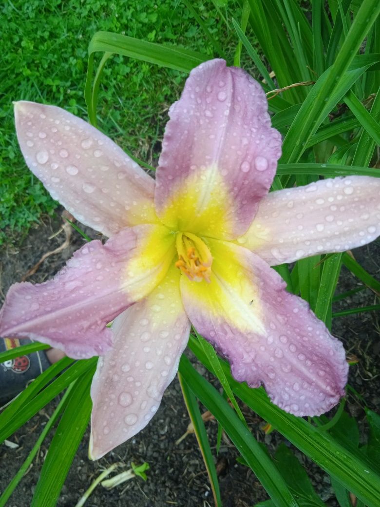 Liliowce -Liliowiec