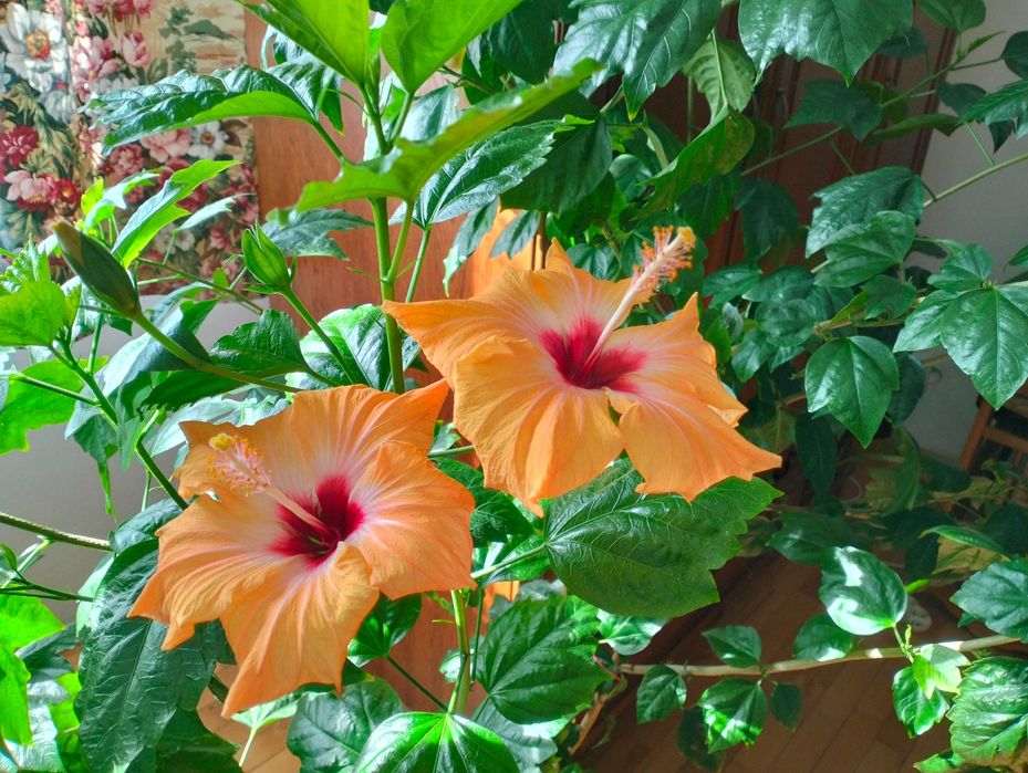 róża chińska pełna