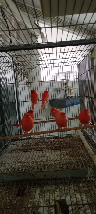 Tenho algumas aves vermelhas e mosaicos vermelhos