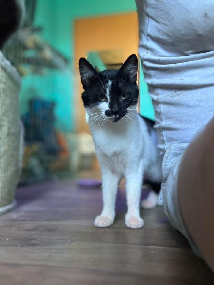 Perelka do adopcji szuka domu