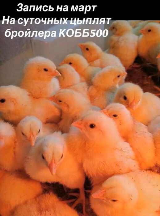 Суточные бройлеры КОБ500