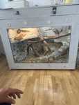 Terrarium agama brodata