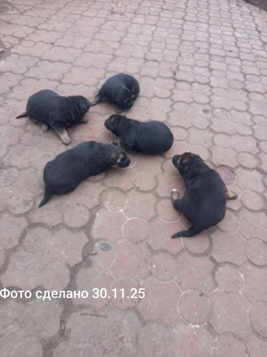 Щенки немецкой овчарки