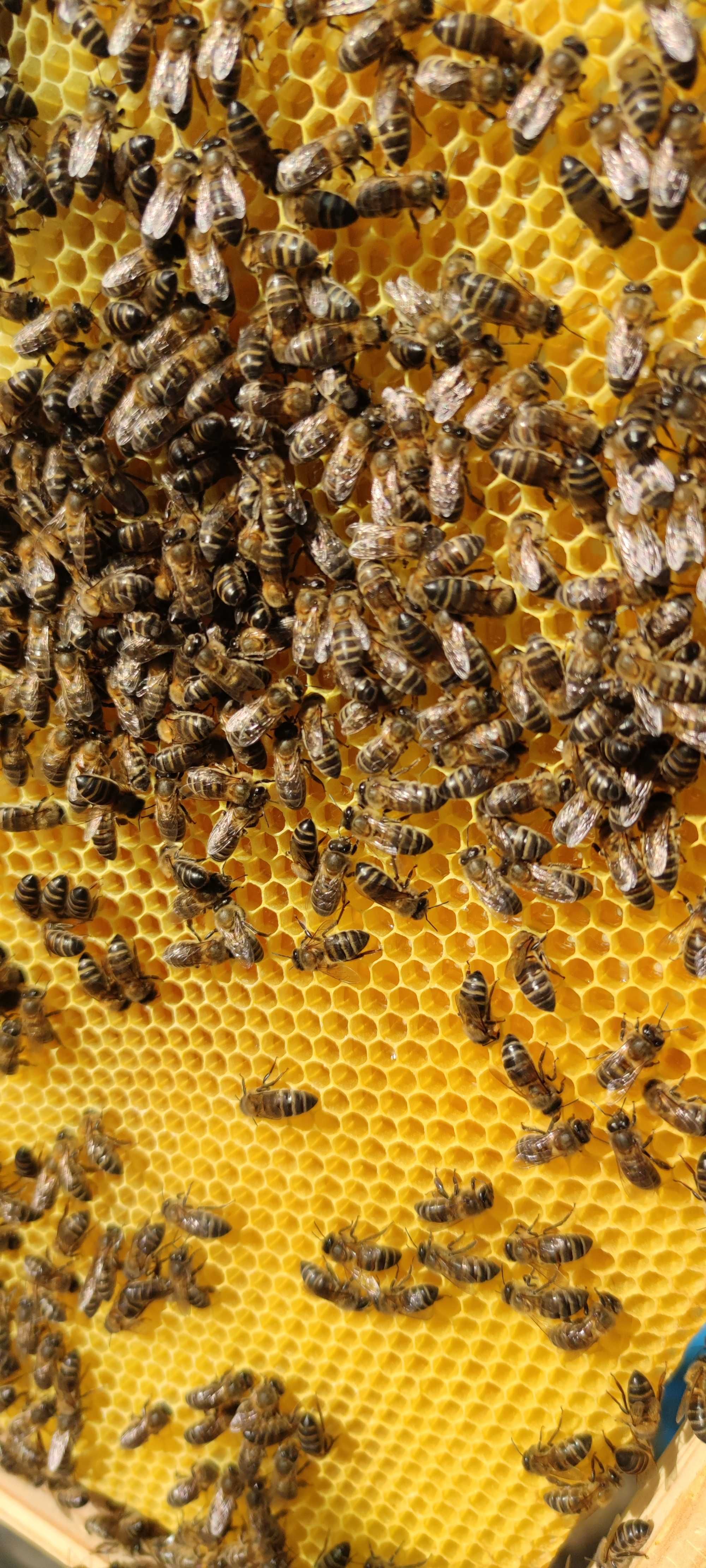 Cera de abelha - Natural - Mel