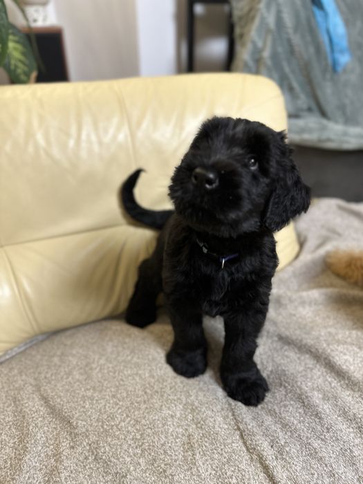 Sznaucer Olbrzym z Krainy Gigantów FCI