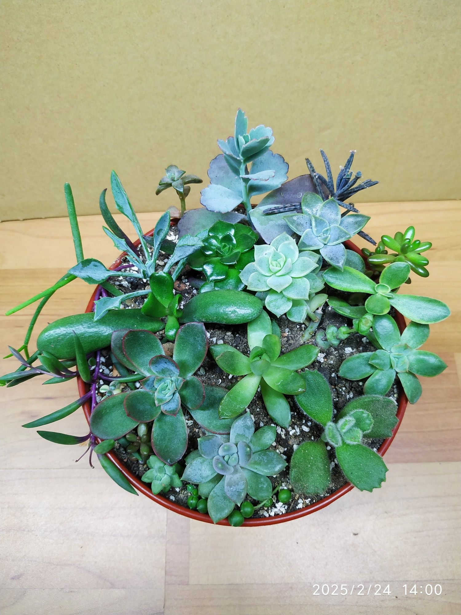 Комнатные сукуленты  20 разных сортов цена.250 грн