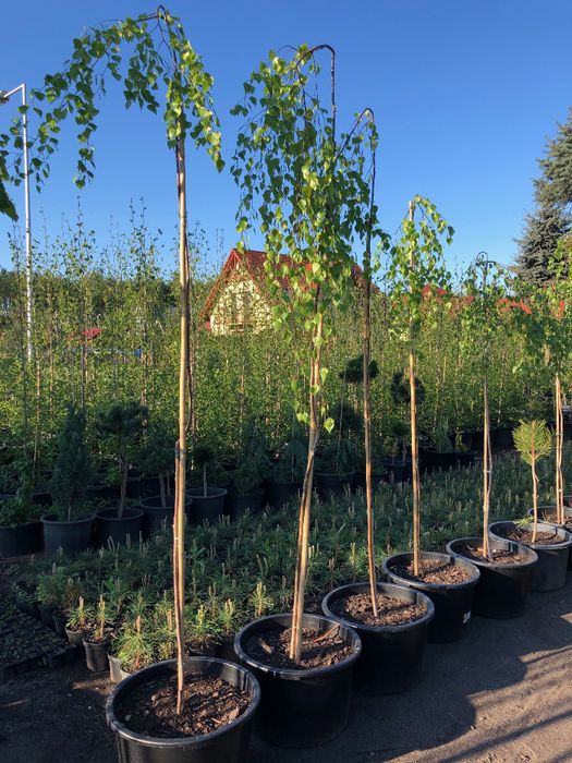 BRZOZA PŁACZĄCA 'Betula Pendula Youngii' Szczepiona Na 2,7m WYS.