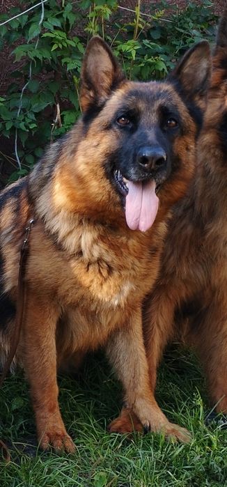 Німецька вівчарка Цуценята