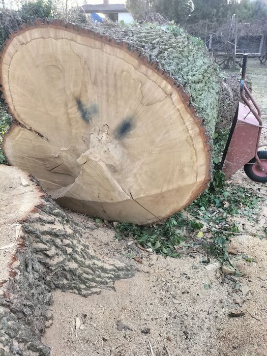 Dąb,pień,kloc, Stoliki Plastry Krążki Kłody