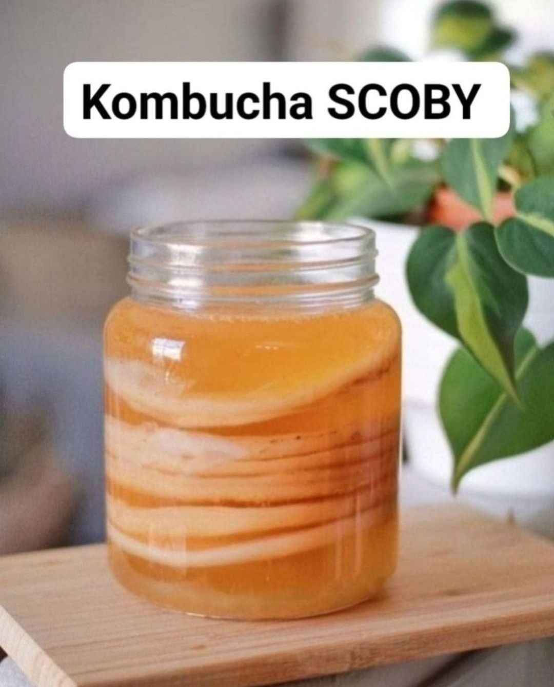 Grzyb herbaciany kombucha SCOBY wysyłka