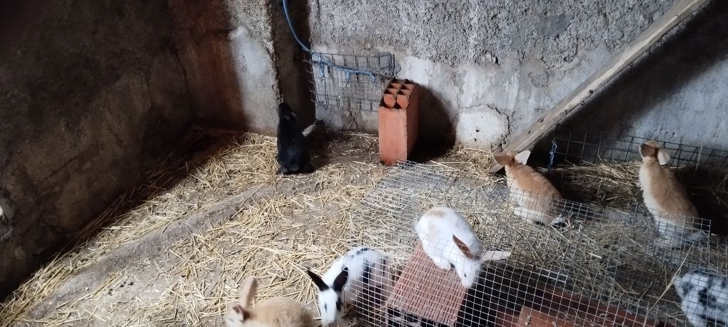 Coelhos raça borboleta X flandes