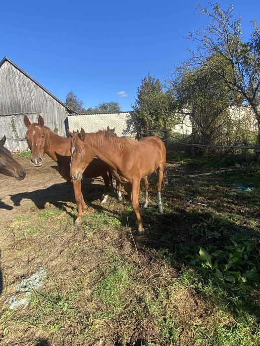 Sprzedam ogiera Tajfuna