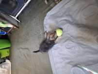 Cachorro   Macho