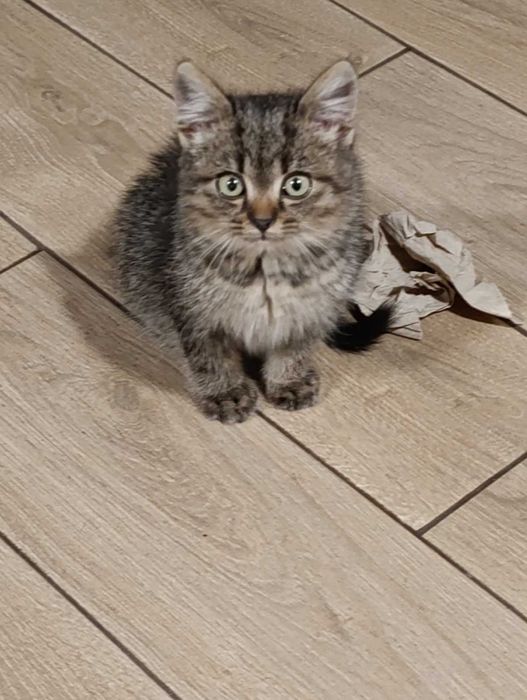 Кошеня у добрі руки!