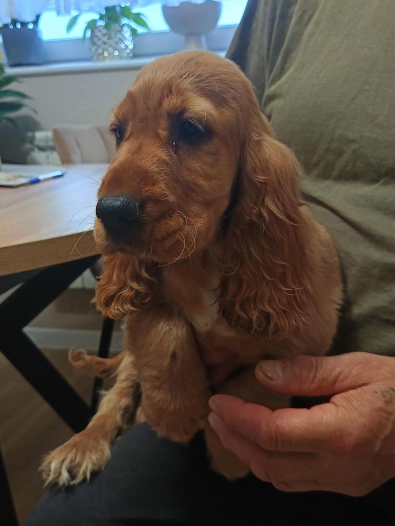 Suczka Cocker spaniel angielski