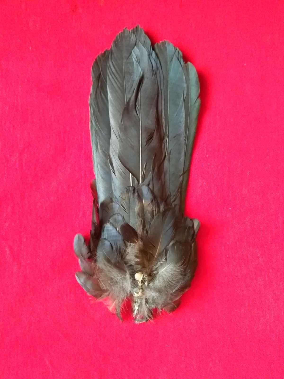 Череп птицы ворона Перья, крылья, хвост, кости , лапки. Декор