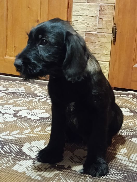 Oddam pieski w dobre ręce