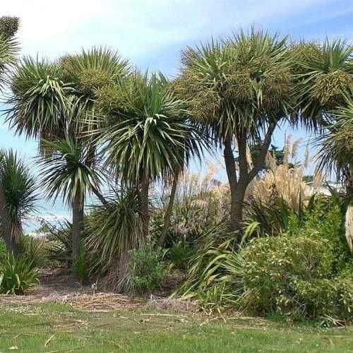 Kordylina australijska Verde, mrozoodporna, duże sadzonki!